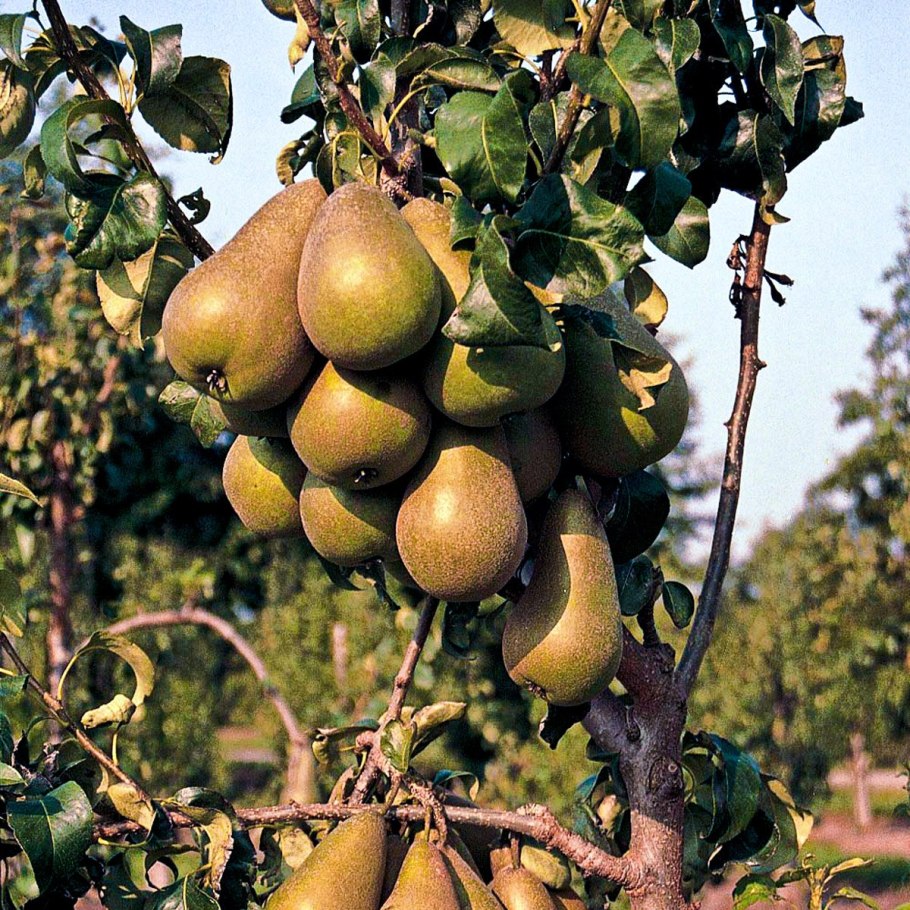 Самое большое помело