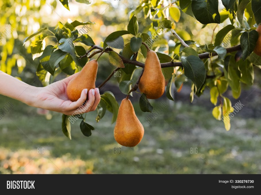 Азиатская груша дерево