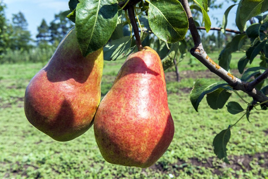 Дикая груша в лесу