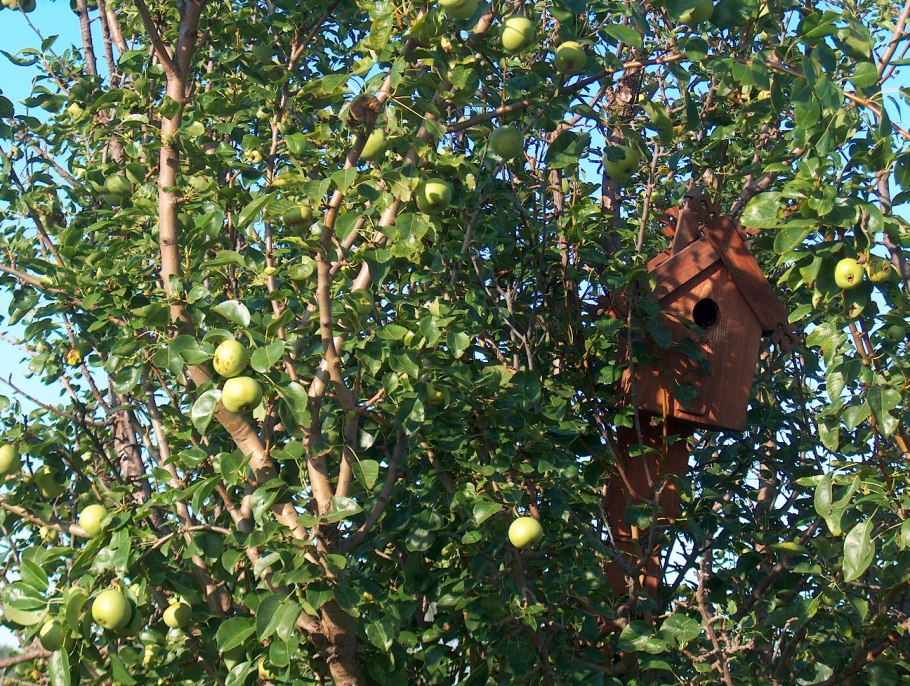 Сорт груши Изольда