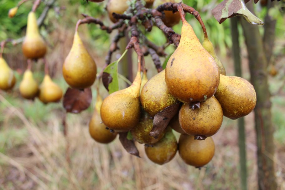 Груша реале Туринская