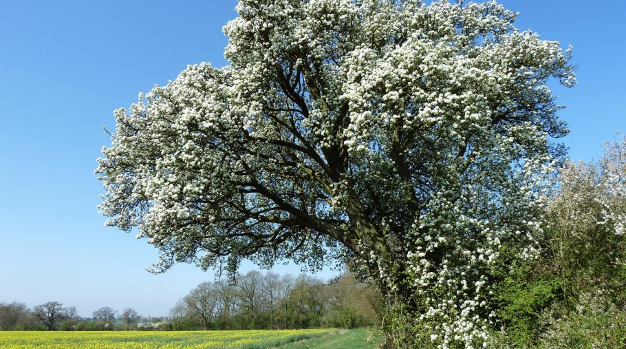 Фруктовый сад цитрус груша