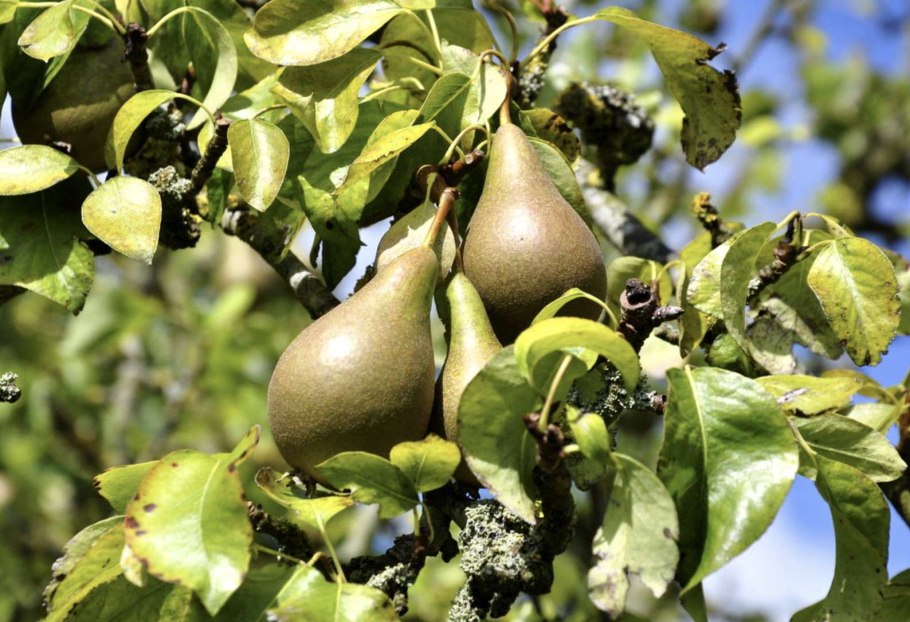 Старое дерево груши