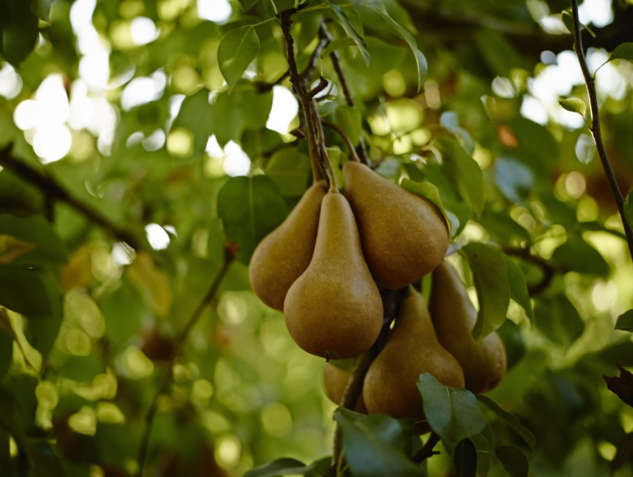 Груша сорт Шарль Конье