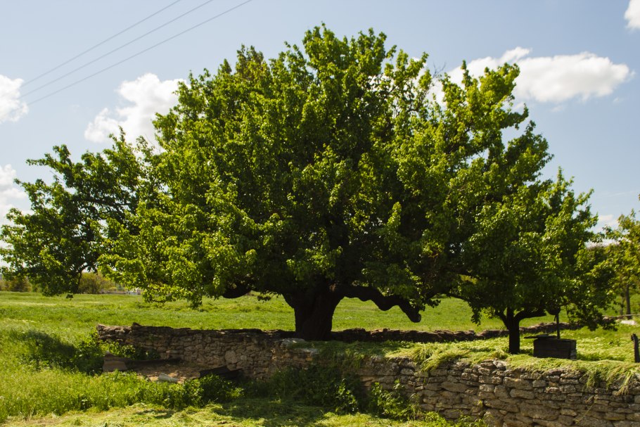 Старое дерево груши