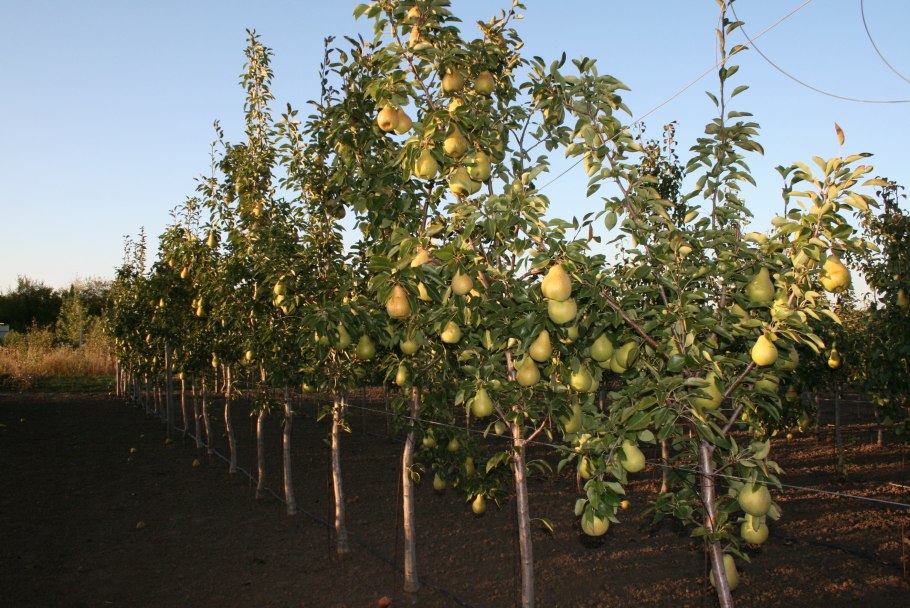 Груша растет