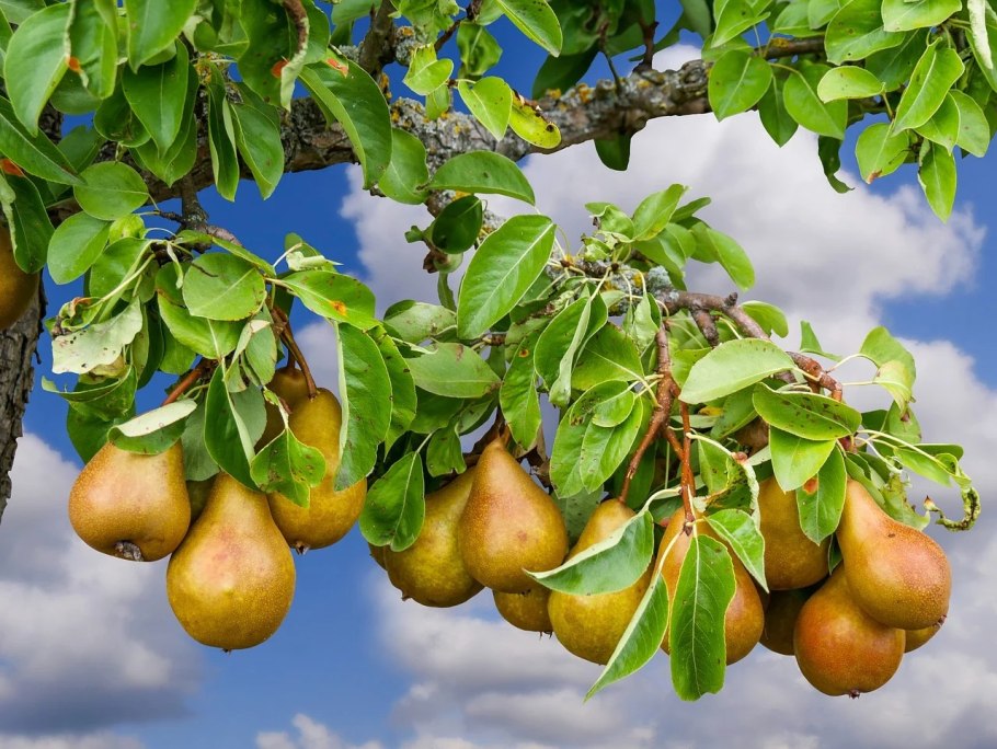 Груша Триумф Виенны