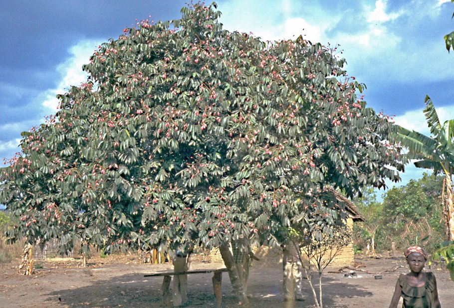 Сорт груши Хечечури