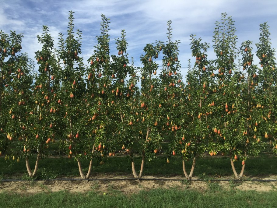"Бессемеровская груша".