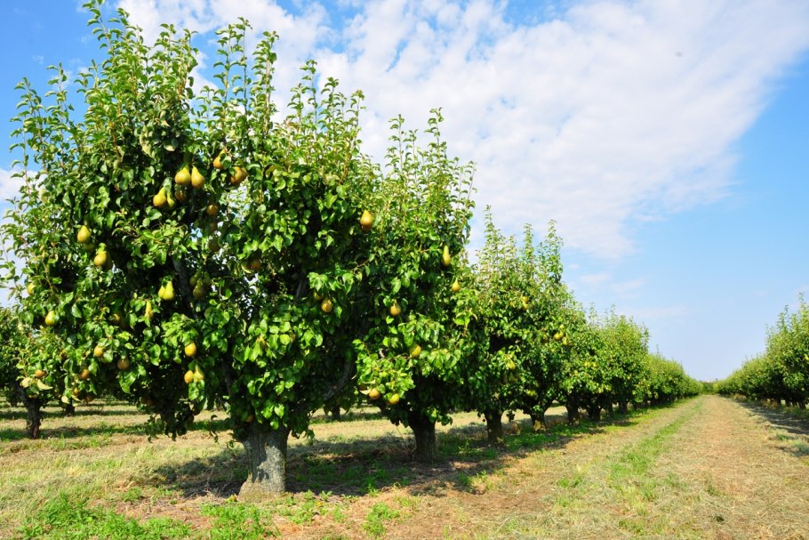 Дерево дуб Хадсон