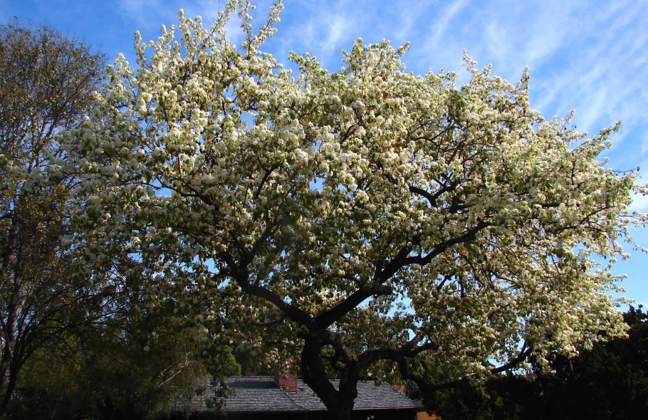 Груша дерево