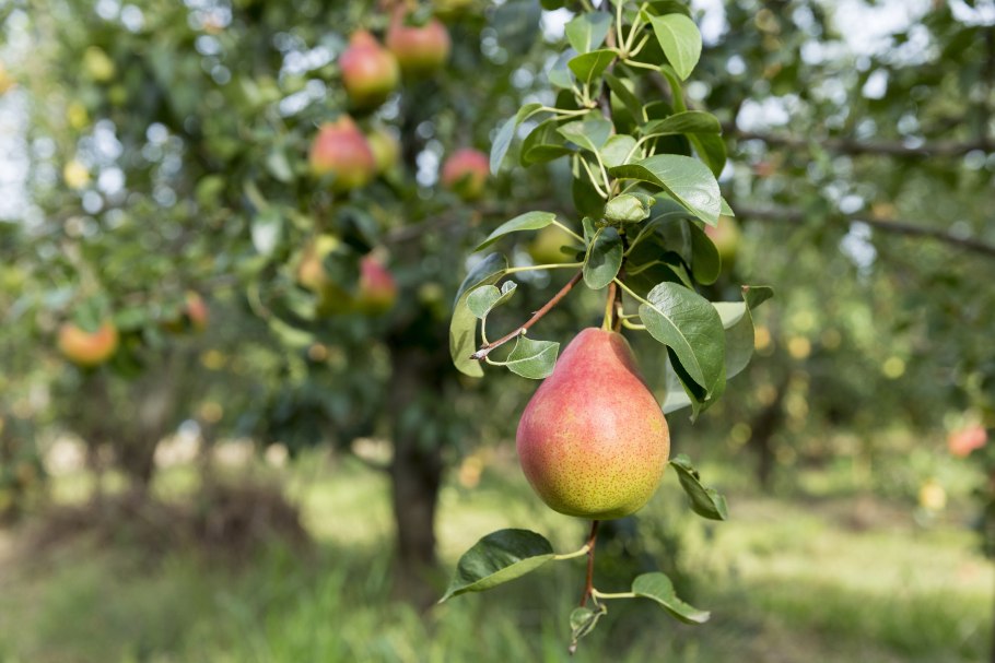 Груша дерево цветковое
