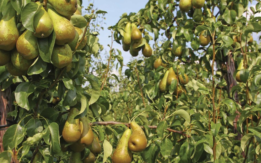 Абрикос дерево