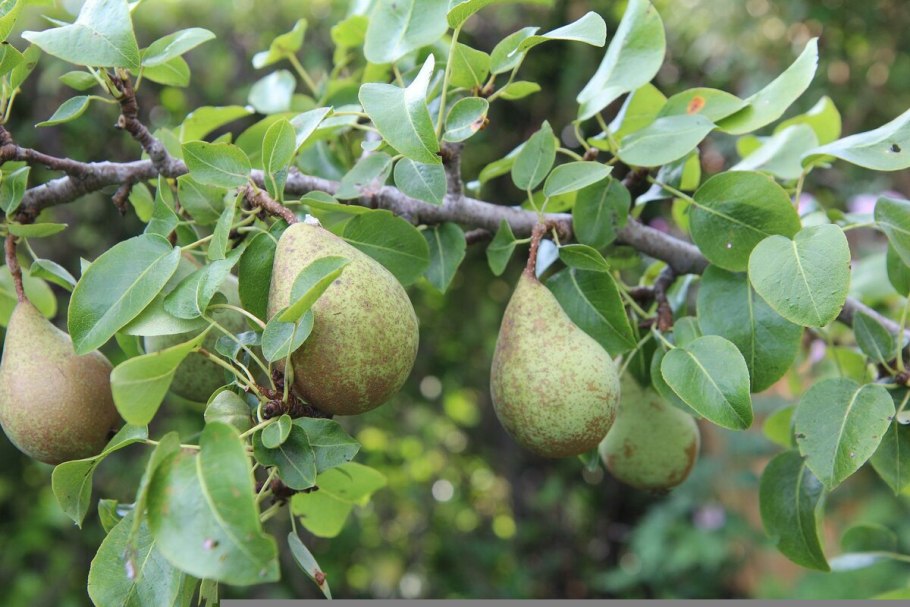Груша бере Боск
