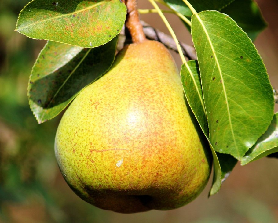 Груша на карликовом подвое