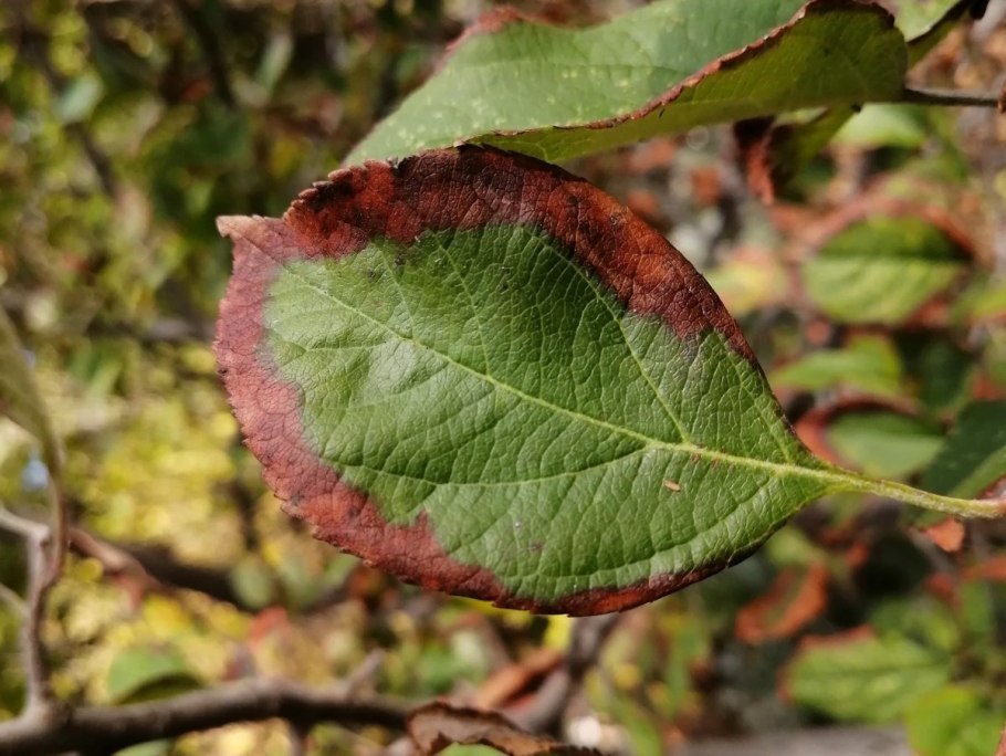 Аскохитозная пятнистость яблони