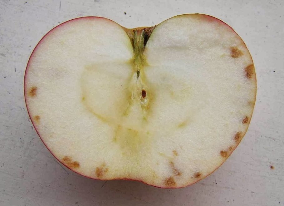 Джонатановая пятнистость яблок