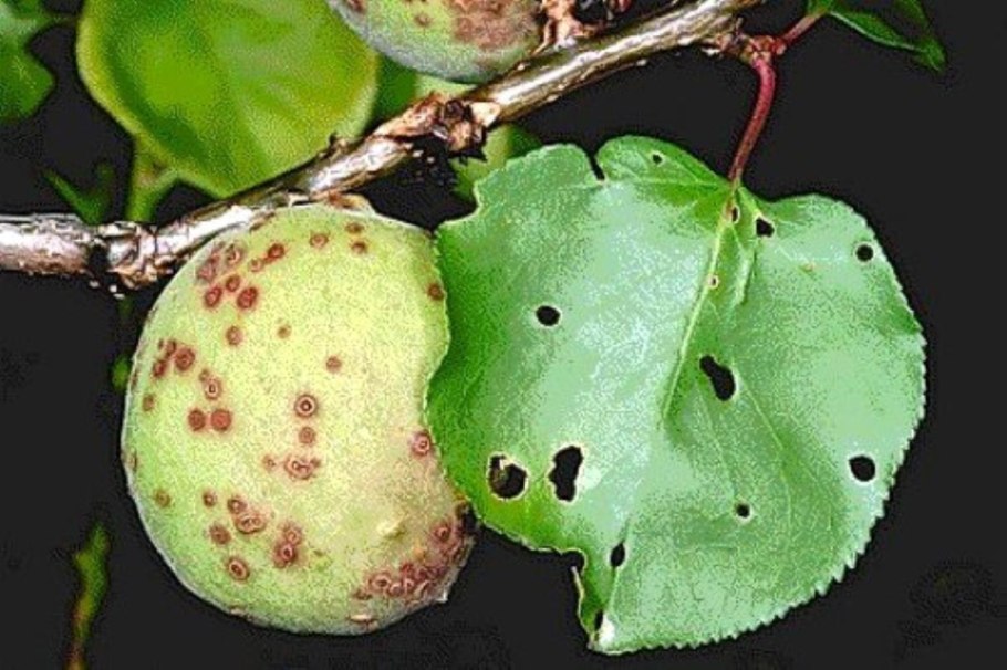 Последнее яблоко на ветке