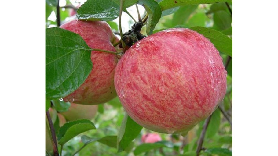 Яблоня Штрейфлинг