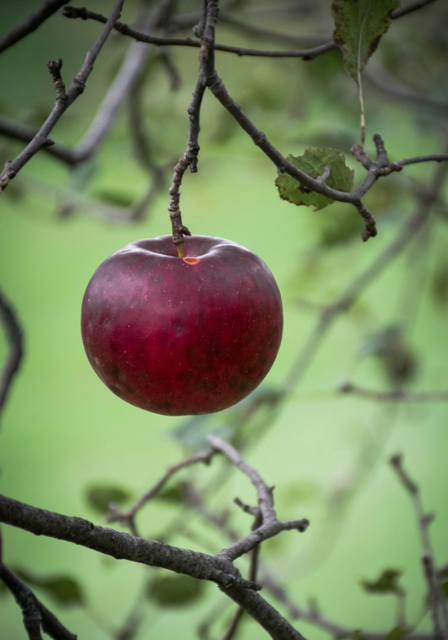 Яблоки на ветке