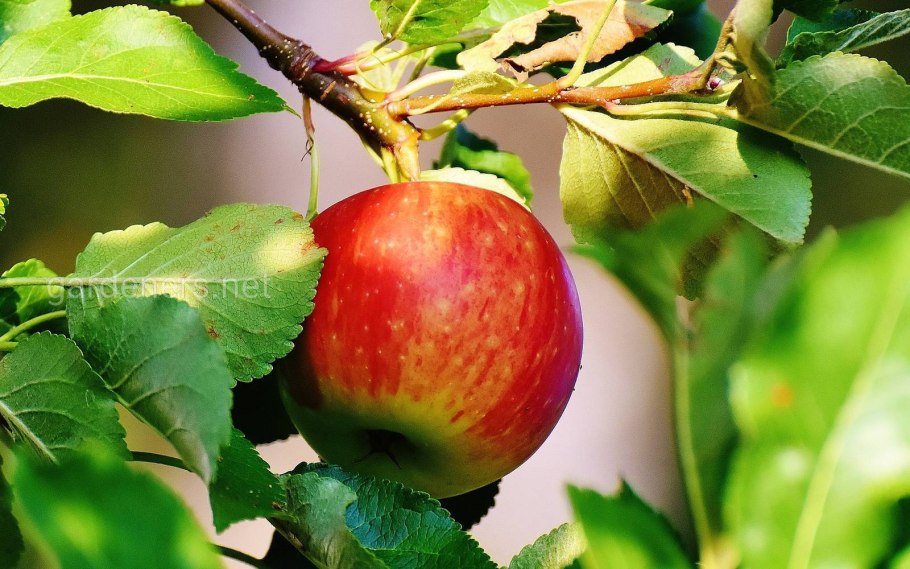 Монилиоз персика