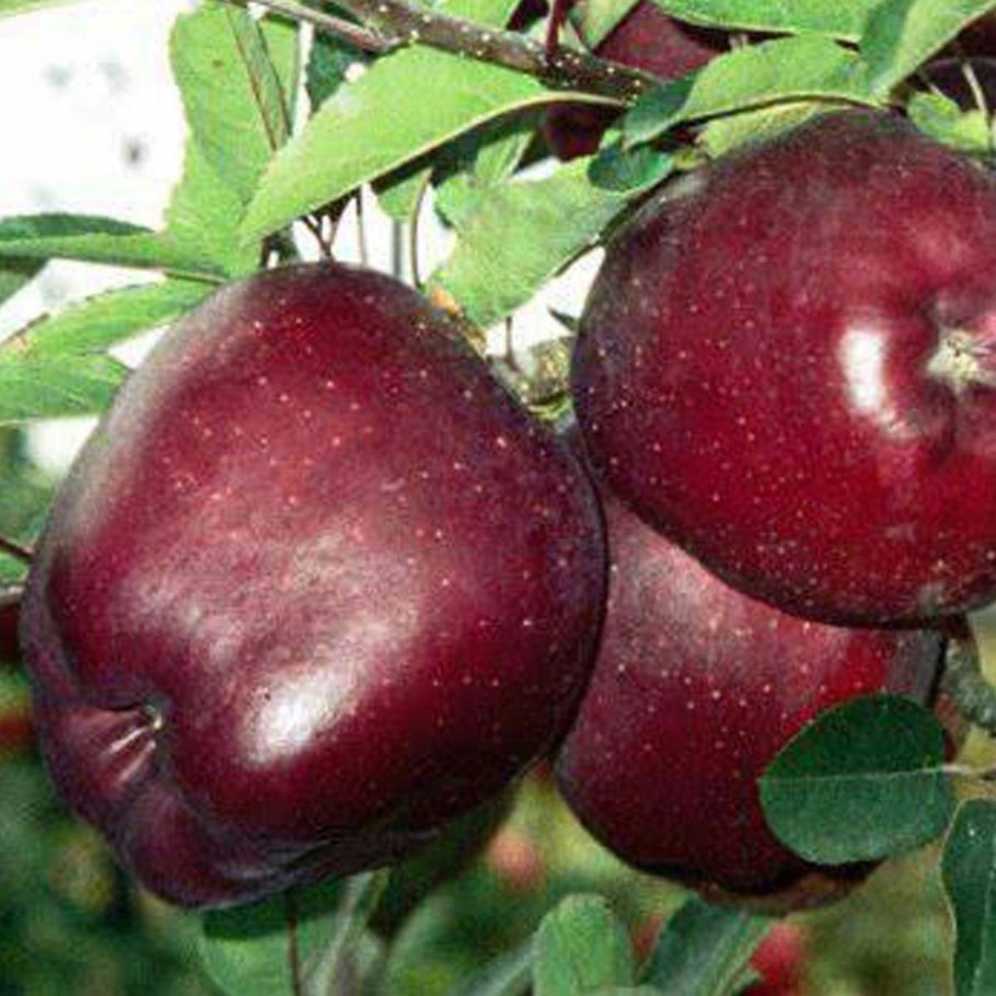 Яблони недозрелыми плодами