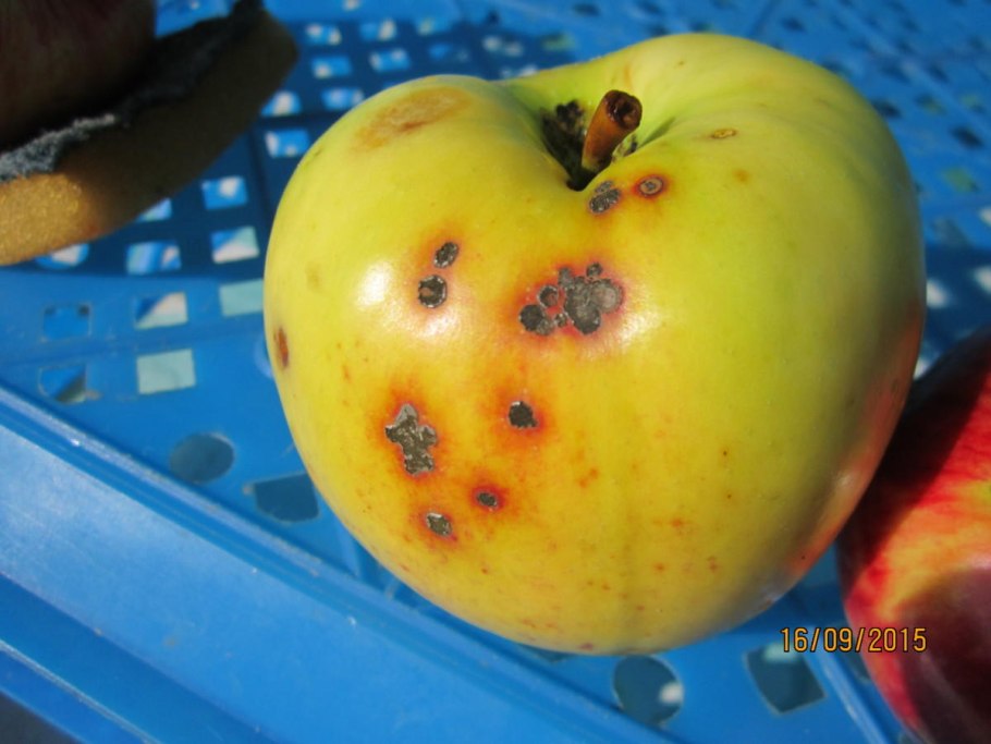 Сорт яблони Ренет Крюднера