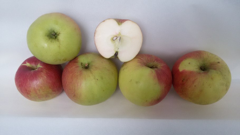 Клястероспориоз яблони