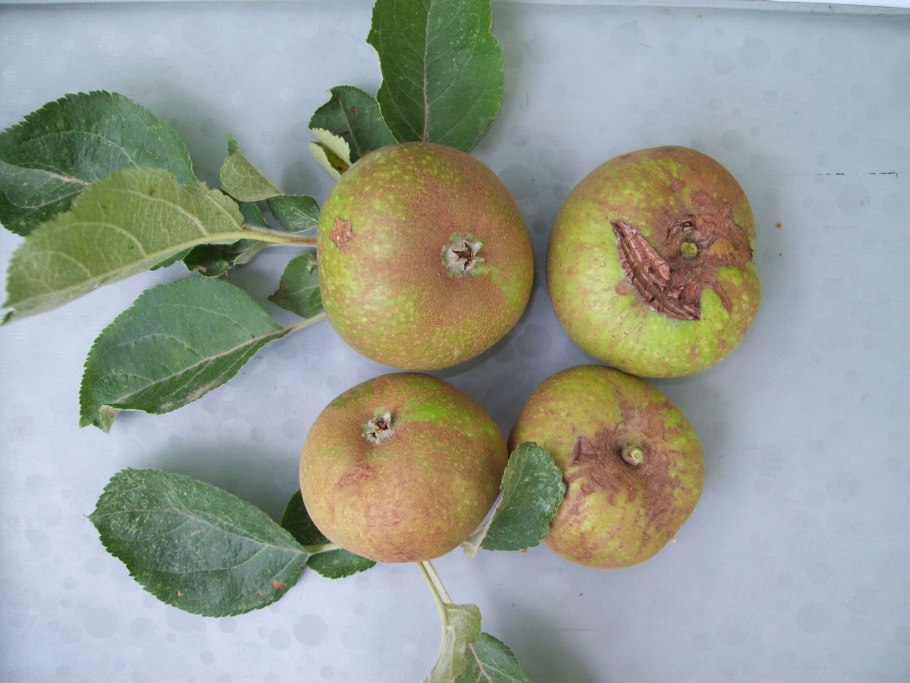 Яблоки зеленые