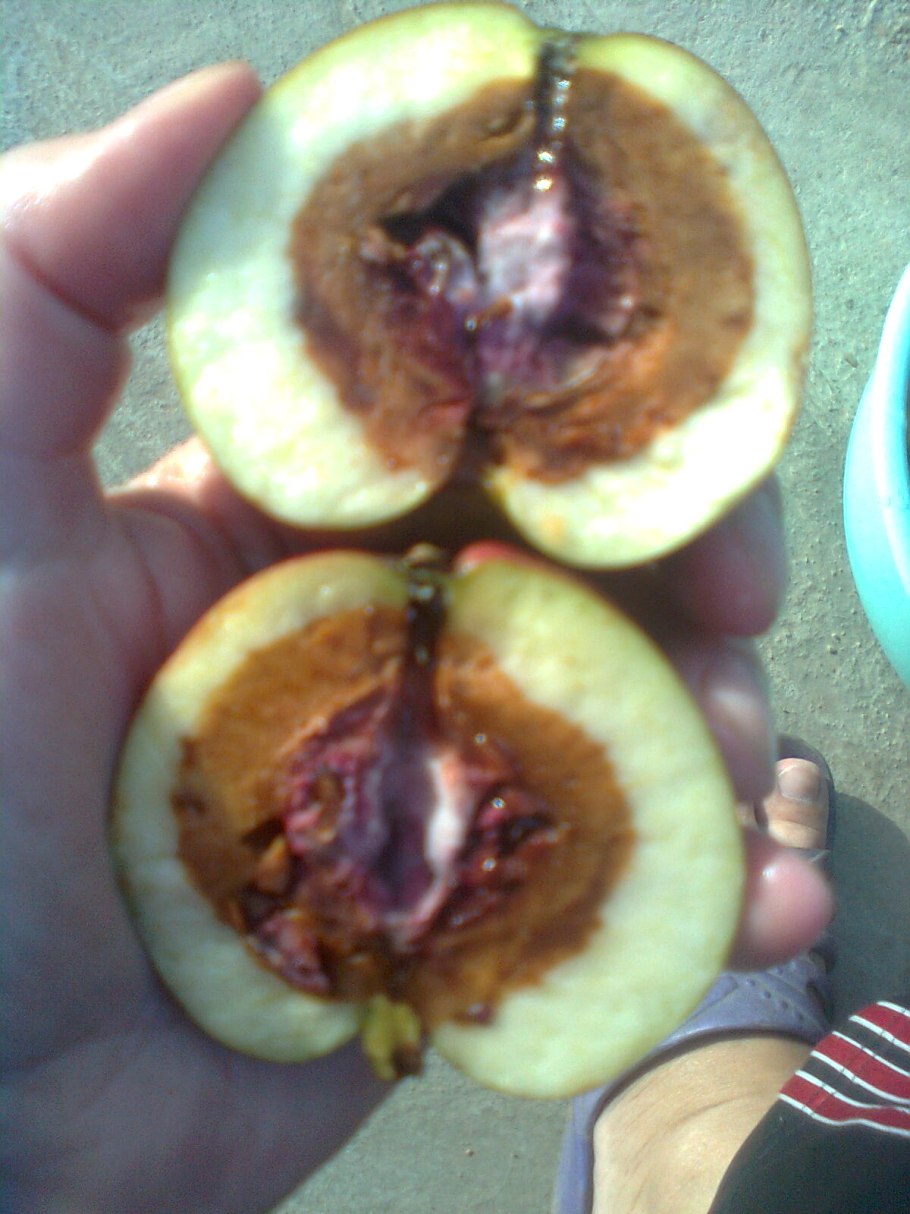 Яблонная плодожорка