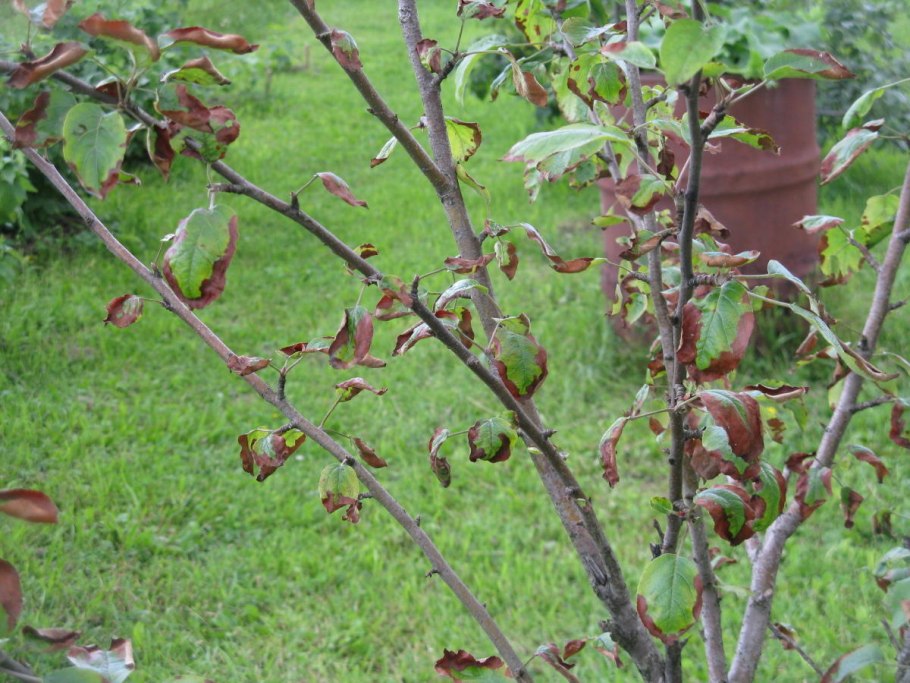 Оржавленность плодов яблони