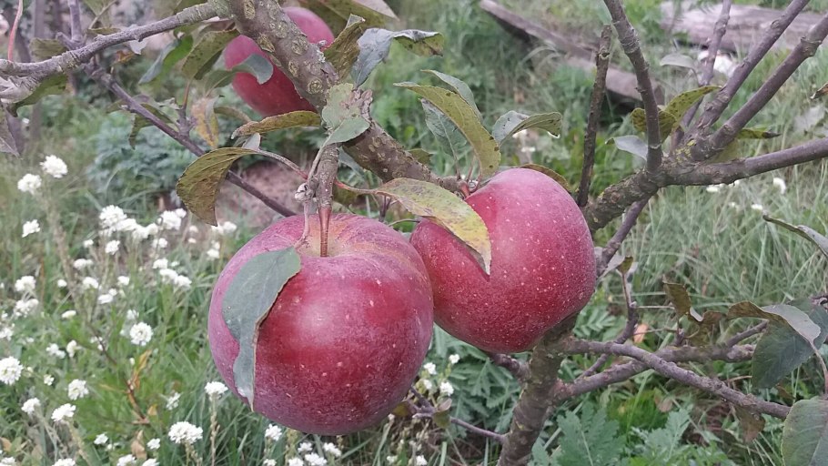 Яблоня биология 6 класс