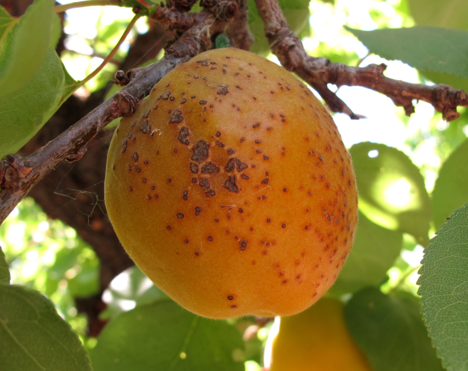 Яблоко внутри