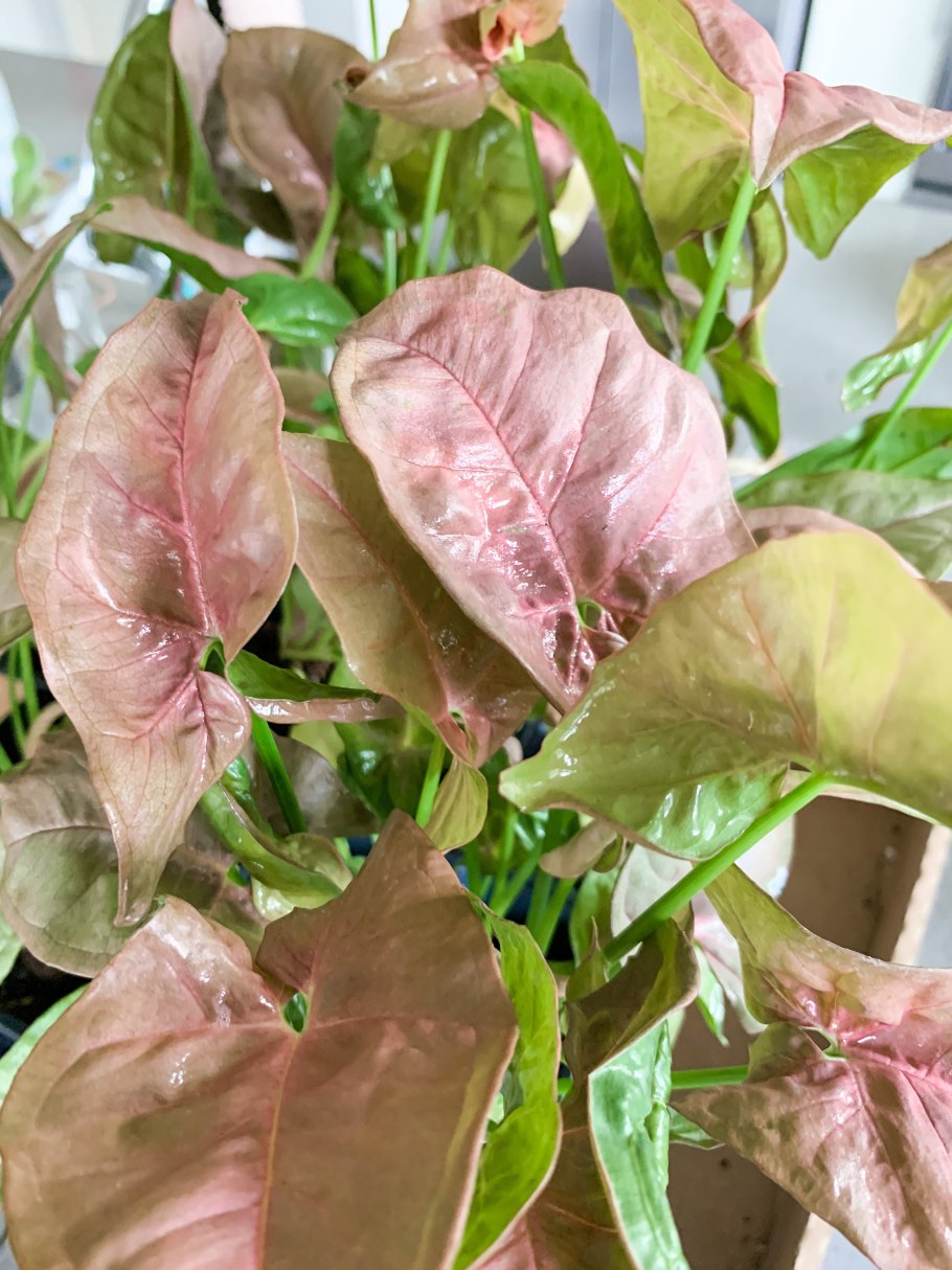 Сингониум Pink allusion