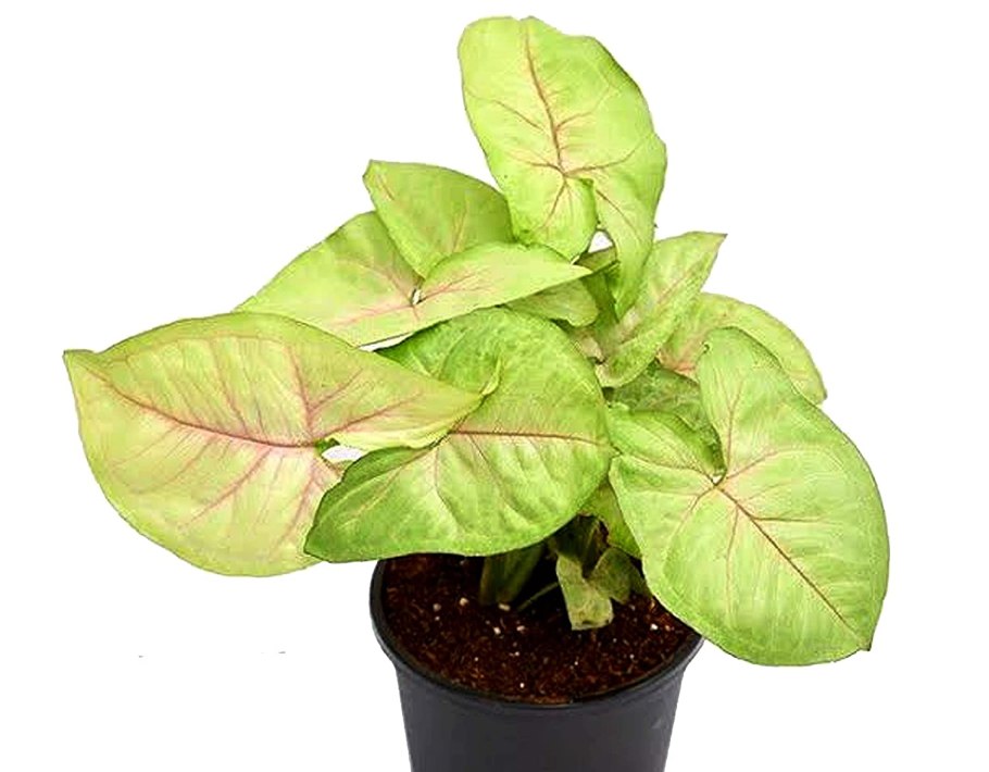 Сингониум Pink Margarita