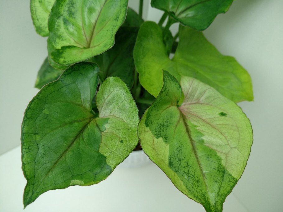 Сингониум Berry allusion