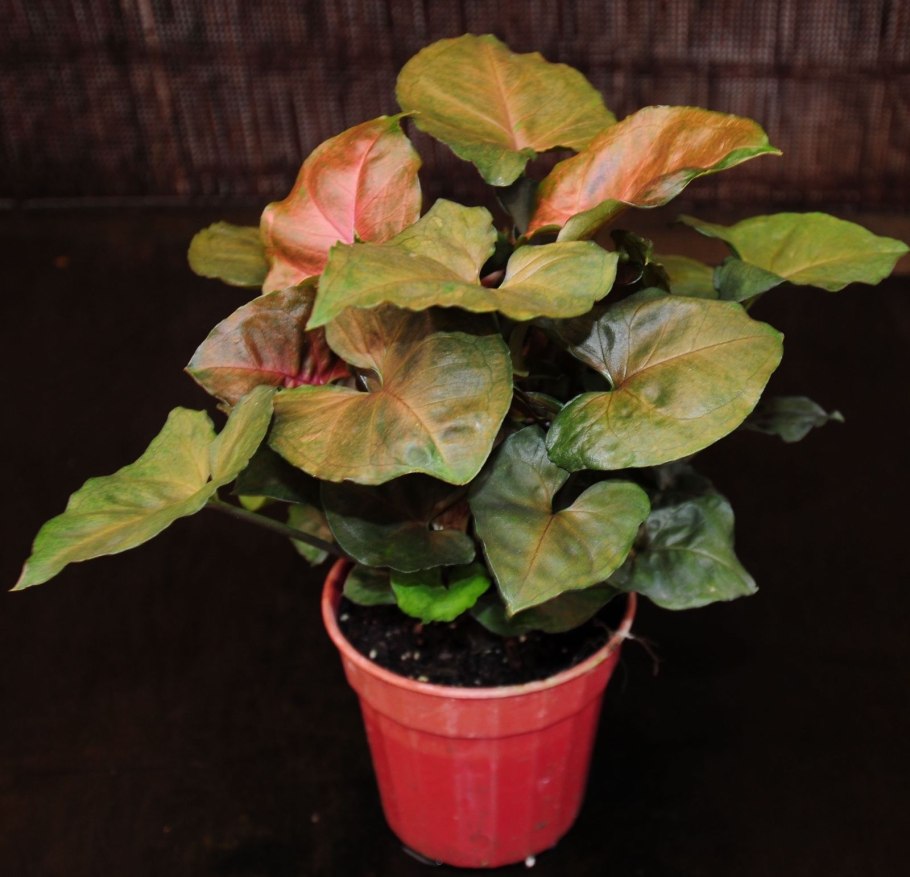 Сингониум Maria allusion