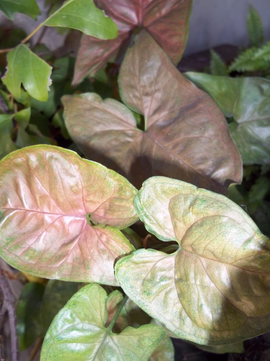 Сингониум Саншайн