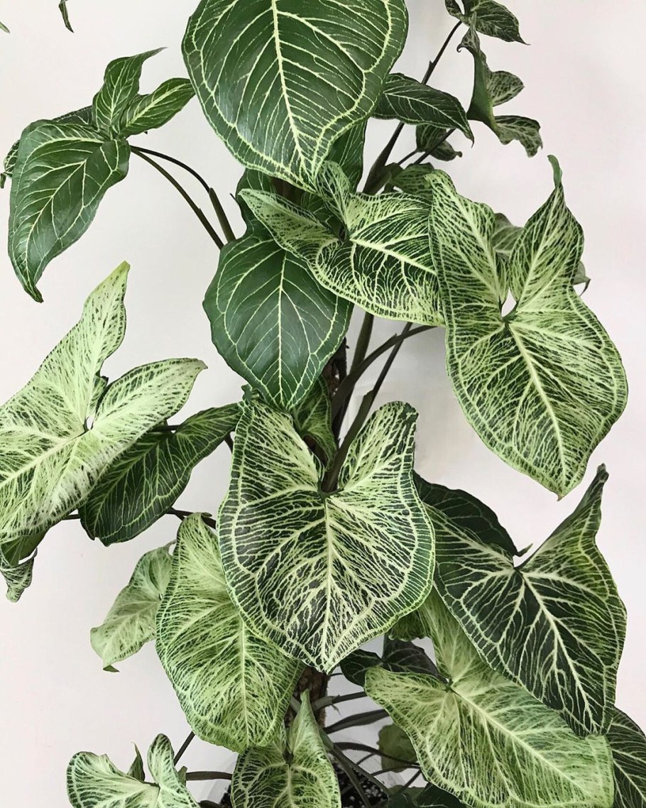 Сингониум альболинеатум