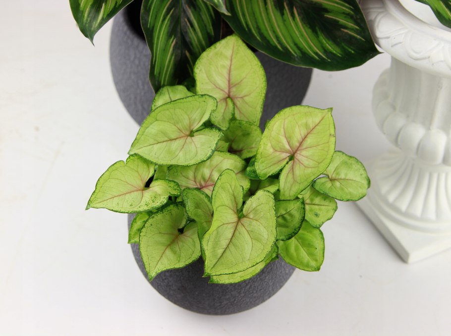 Сингониум Gold allusion