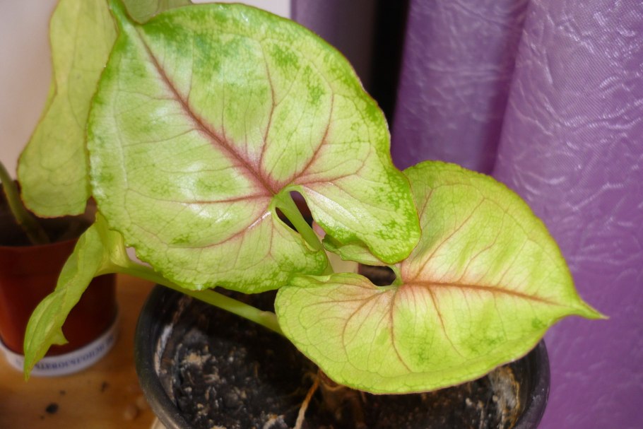 Сингониум Mango allusion