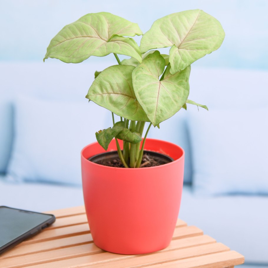 Сингониум Распберри айс