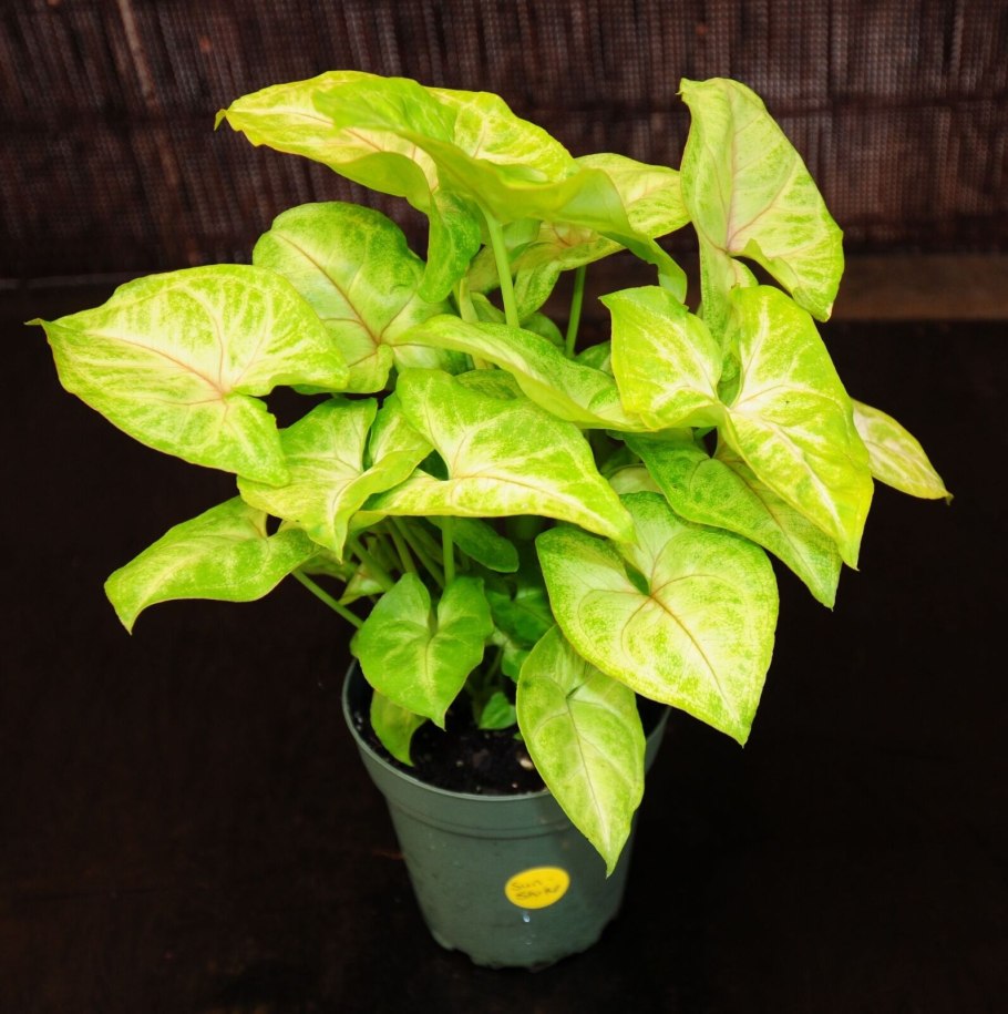 Сингониум Берри