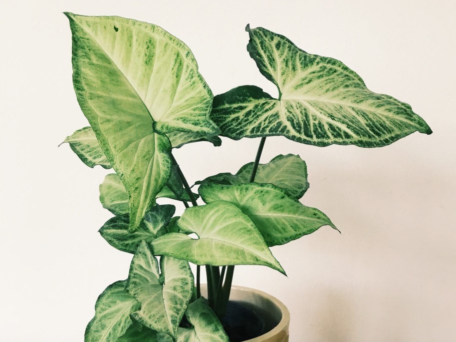 Сингониум Rasamee