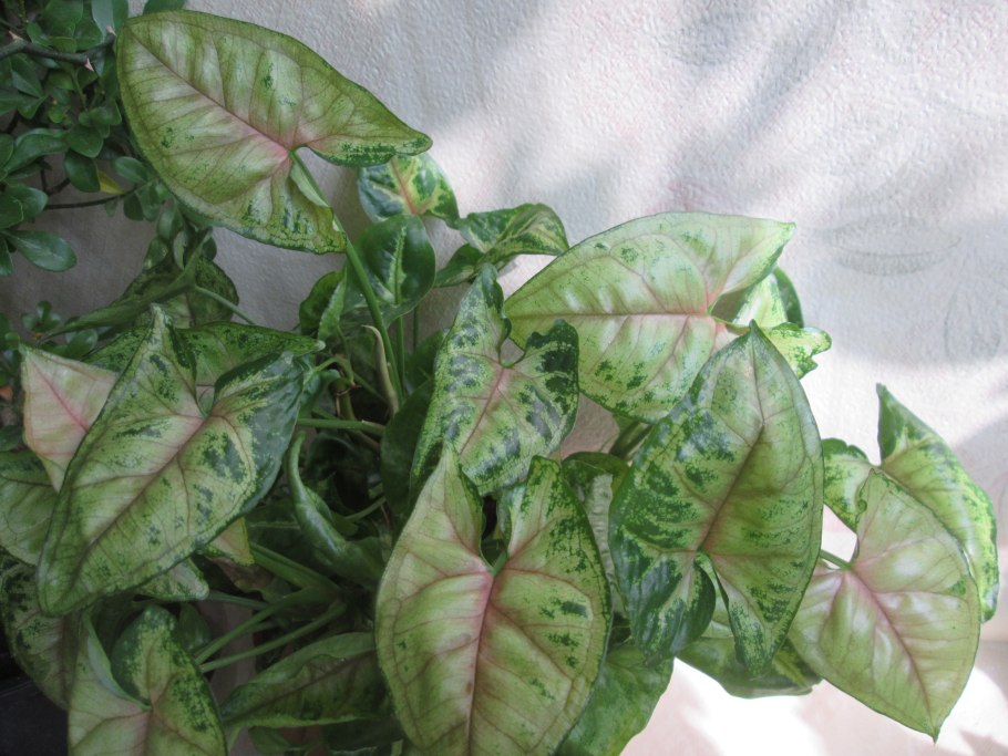 Сингониум тиффани