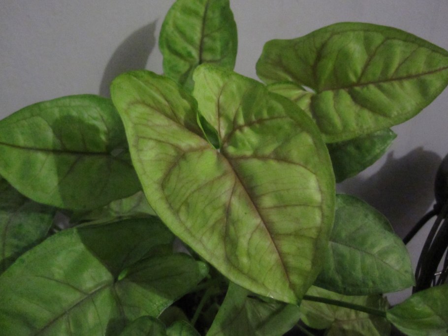 Сингониум Берри