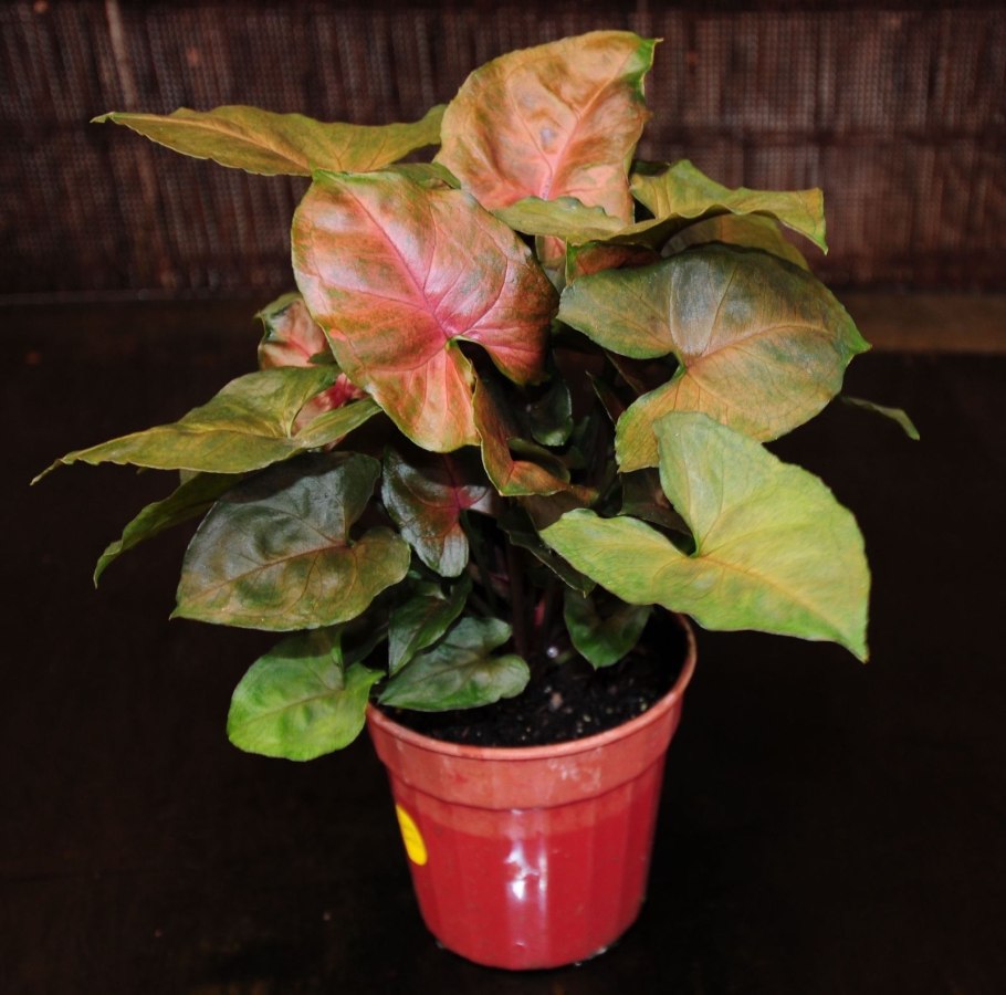 Сингониум Butterfly allusion