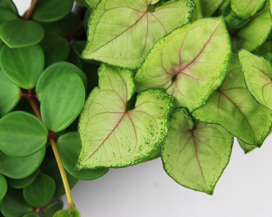 Сингониум Пинк Сплеш