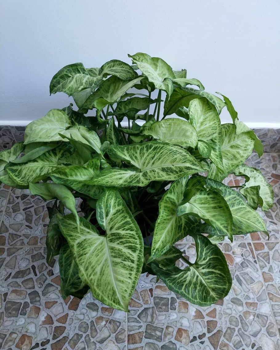 Сингониум Gold allusion