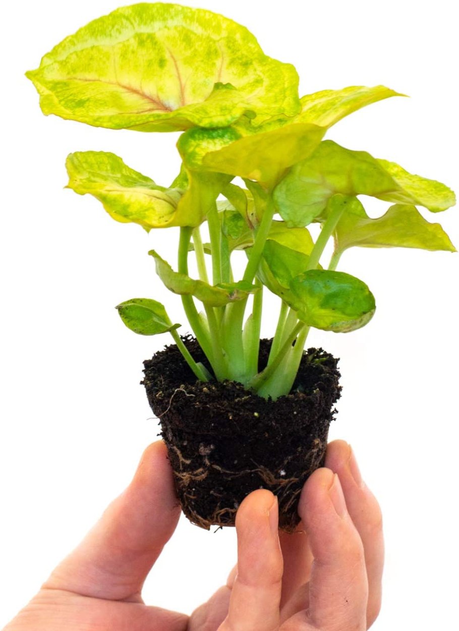 Сингониум Арон Браун